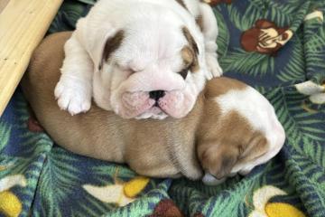 Two beautiful male and female English Bulldogs are ready for adoption